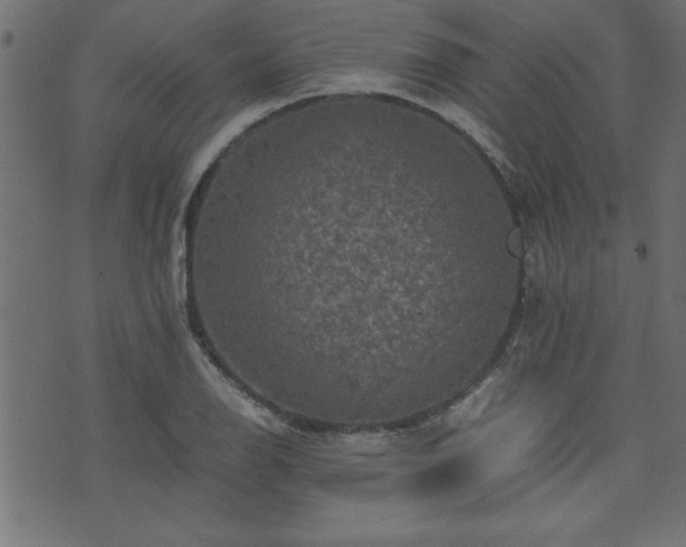 X0000071761126200606301123