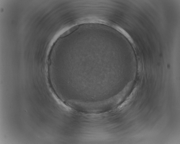 X0000071761144200606301124