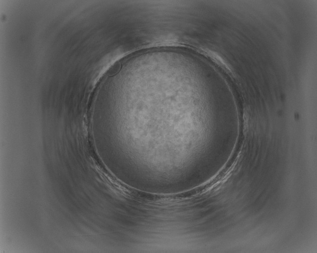 X0000071761212200606301122