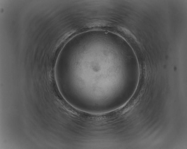 X0000071761217200606301122