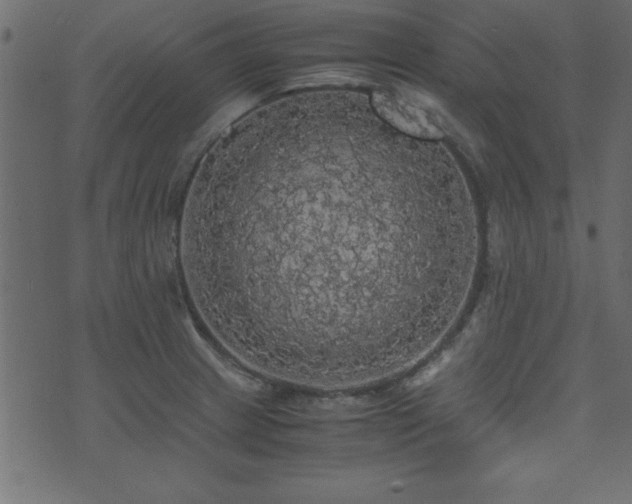 X0000071761233200606301122