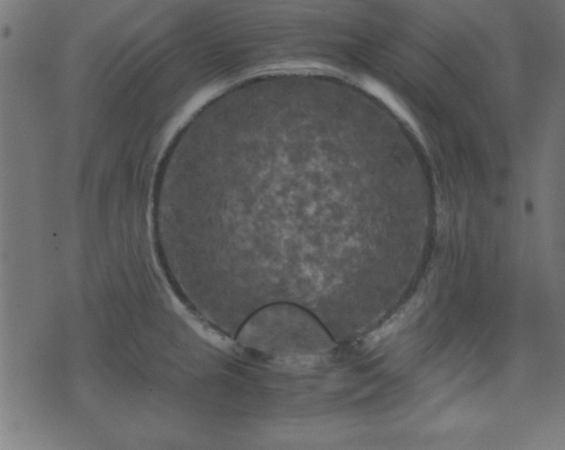 X0000071761237200606301122