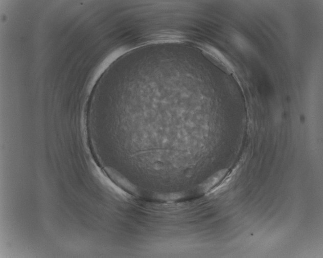 X0000071761243200606301122