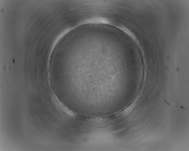 X0000071761248200606301122