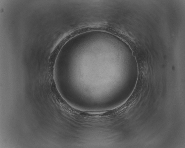 X0000071761256200606301121