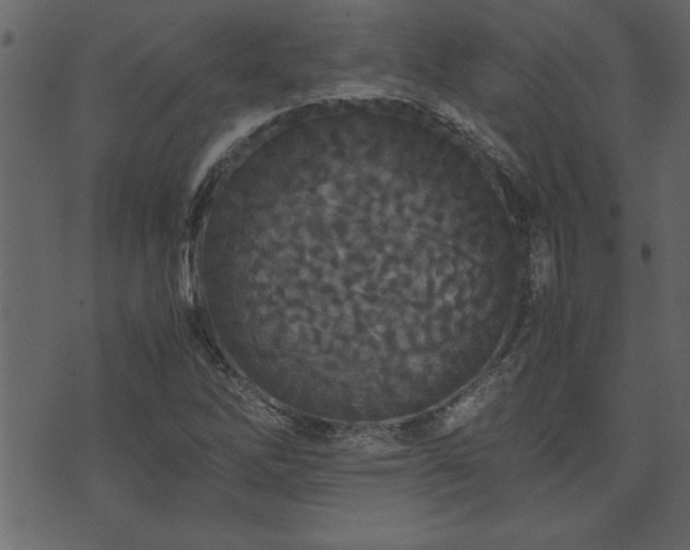 X0000071761262200606301121