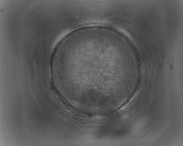 X0000071761267200606301121