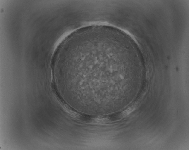 X0000071761271200606301121