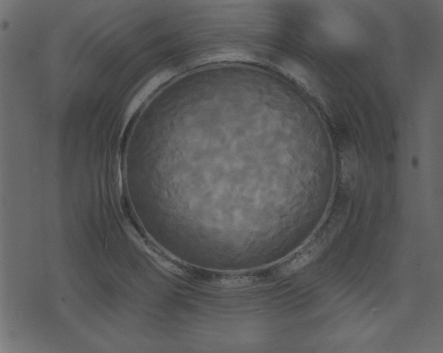 X0000071761274200606301121