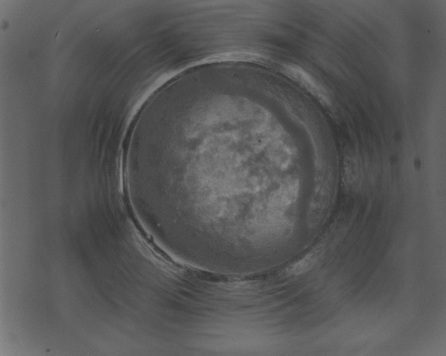 X0000071761276200606301121