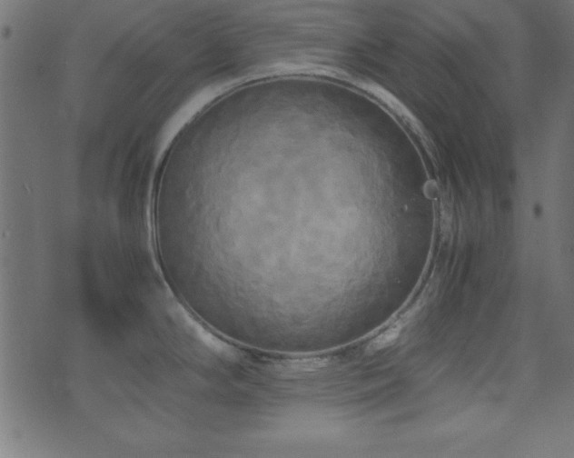 X0000071761294200606301121