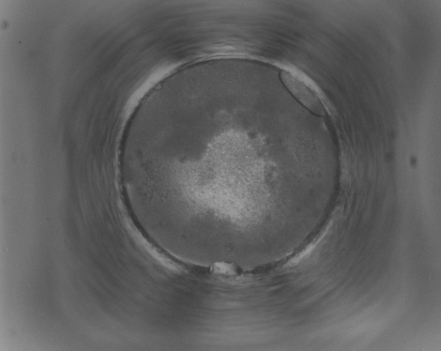 X0000071761333200606301121