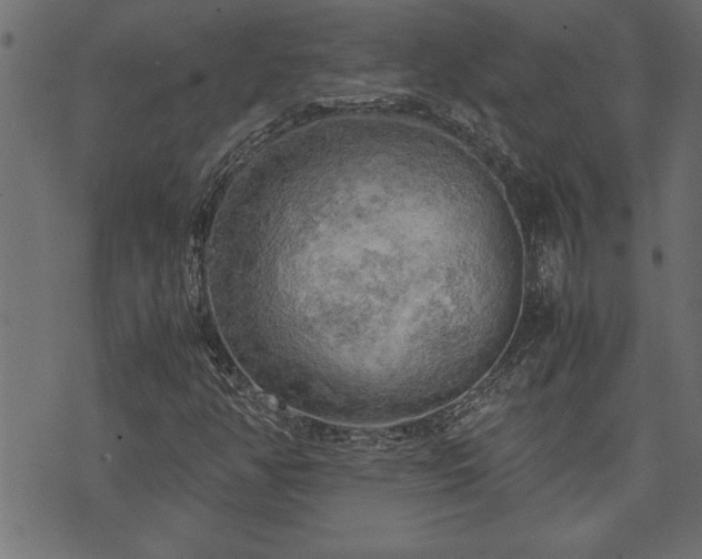 X0000071761350200606301120