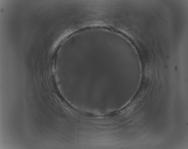 X0000071761359200606301120