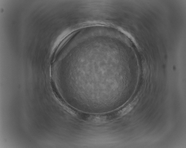 X0000071761365200606301120