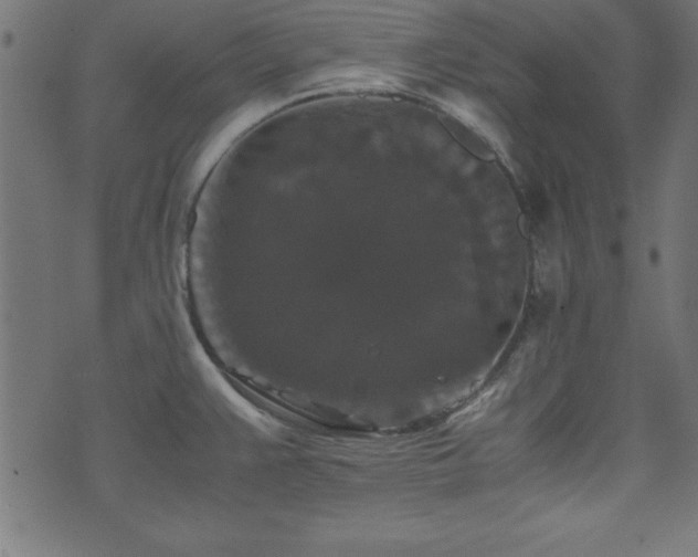 X0000071761383200606301119