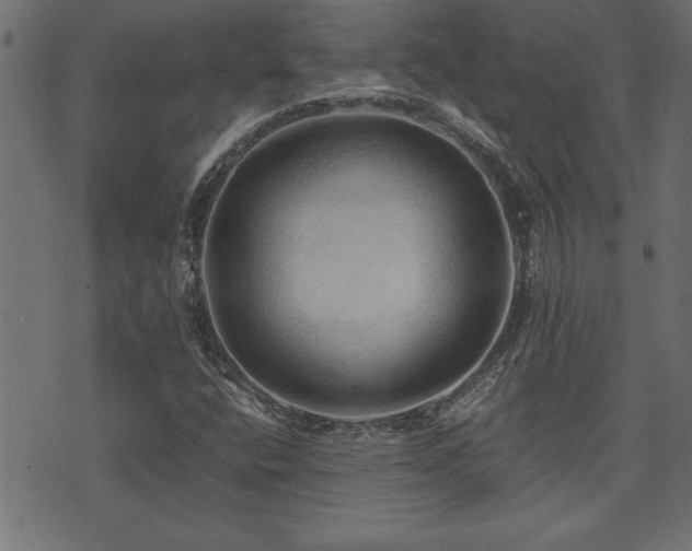 X0000071761400200606301119