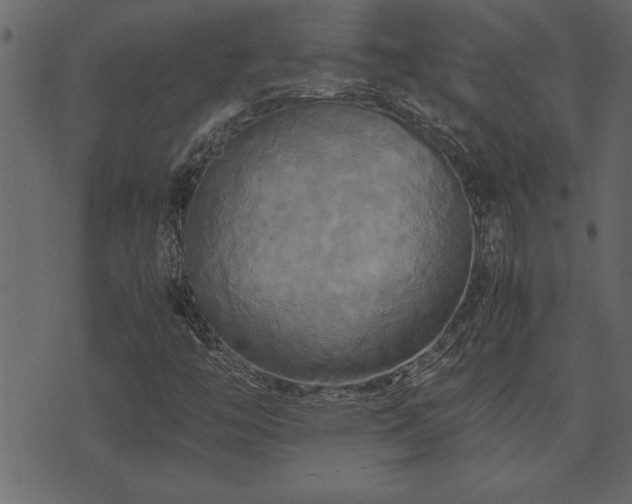 X0000071761446200606301118