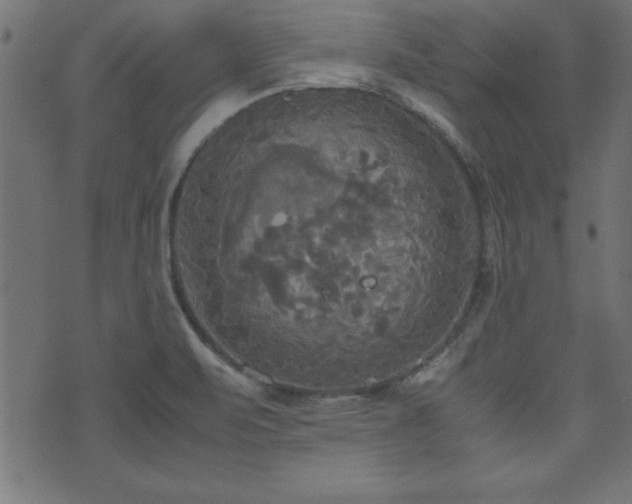 X0000071761471200606301118