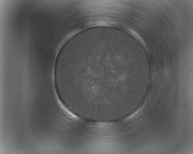 X0000071760938200607071232