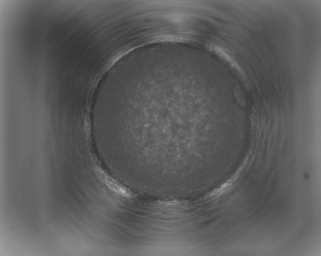 X0000071761025200607071230