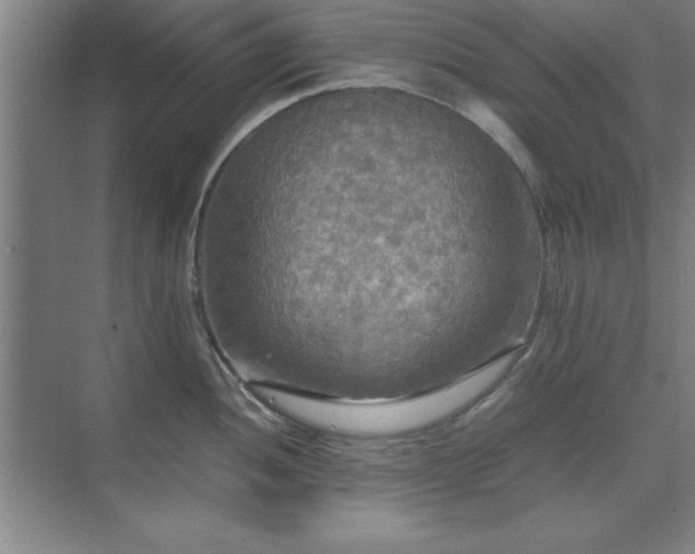 X0000071761052200607071231