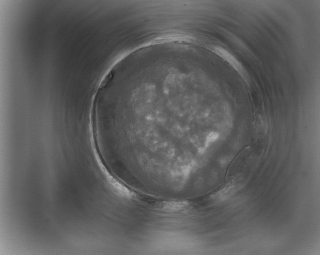 X0000071761055200607071231