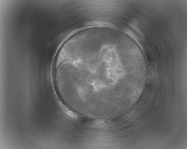 X0000071761098200607071229