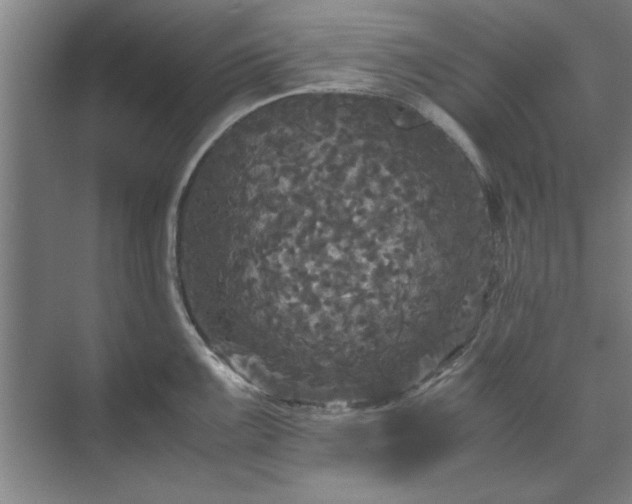 X0000071761099200607071229