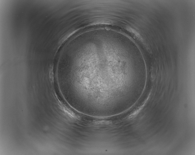 X0000071761113200607071229