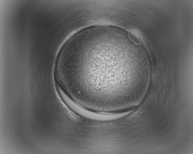 X0000071761183200607071228