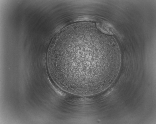 X0000071761233200607071227