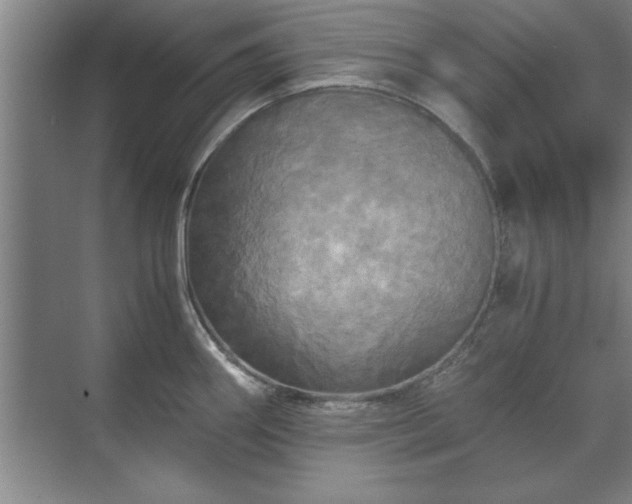 X0000071761290200607071226