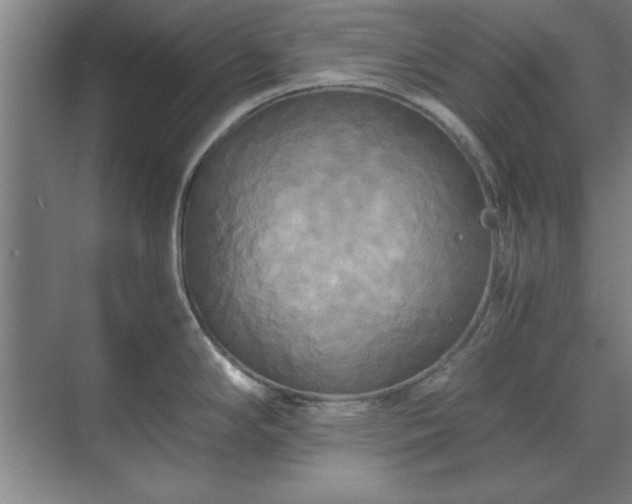 X0000071761294200607071226