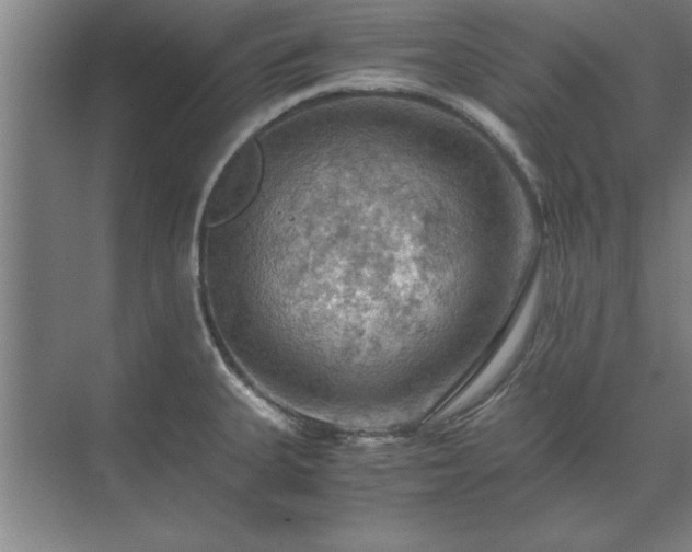 X0000071761335200607071226