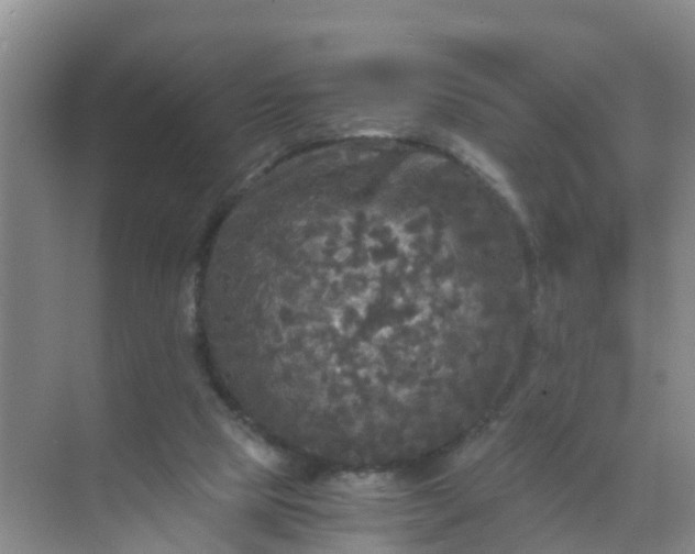 X0000071760065200607150013