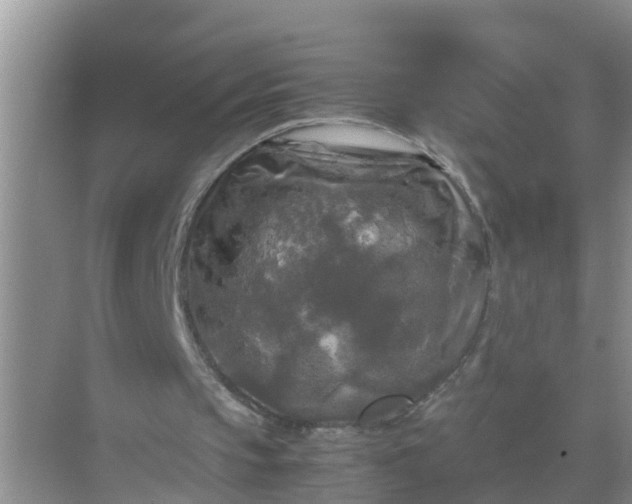 X0000071760145200607150011