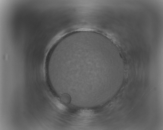 X0000071760296200607150009