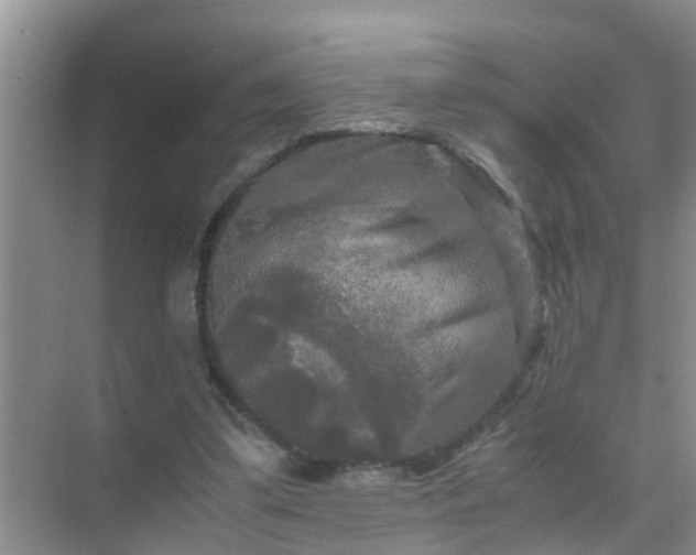 X0000071760299200607150009