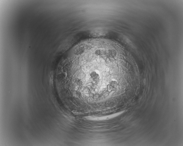 X0000071760315200607150009