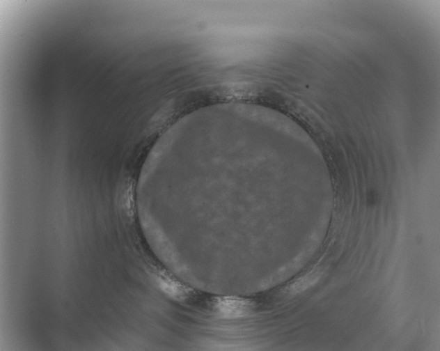 X0000071760336200607150009