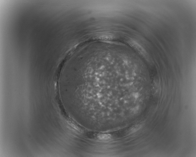 X0000071760355200607150008