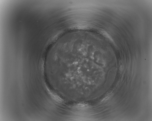 X0000071760542200607150005