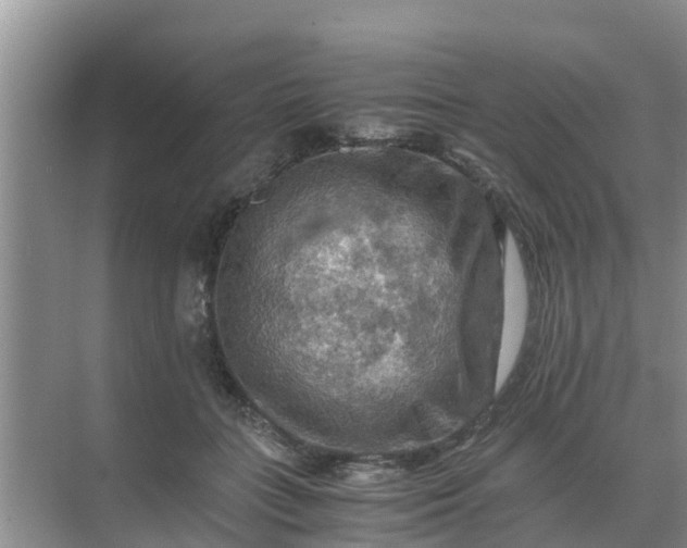 X0000071760555200607150005