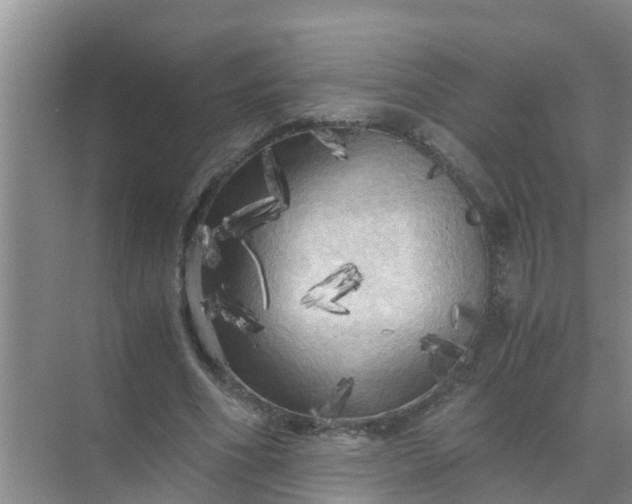 X0000071760586200607150004