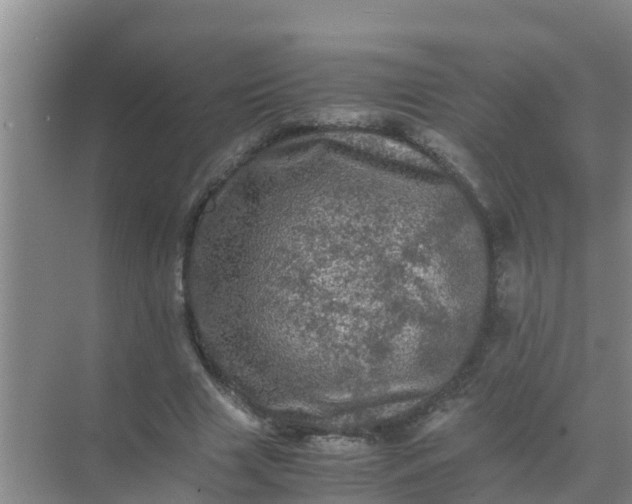 X0000071760633200607150003