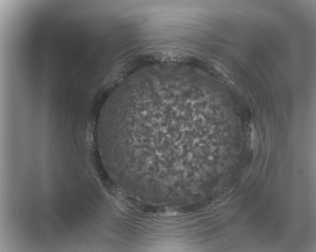 X0000071760695200607150003