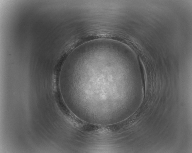 X0000071760696200607150003