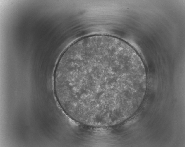 X0000071760807200607150001