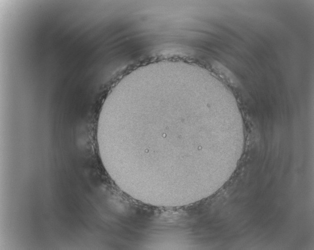 X0000071760824200607150000